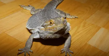 Can Bearded Dragon Live With Tortoises.