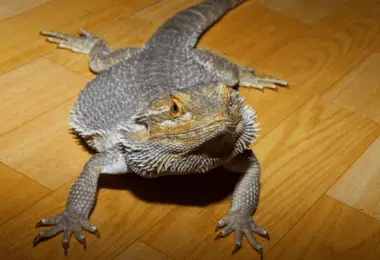 Can Bearded Dragon Live With Tortoises.