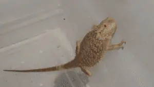 Can Bearded dragons Swim