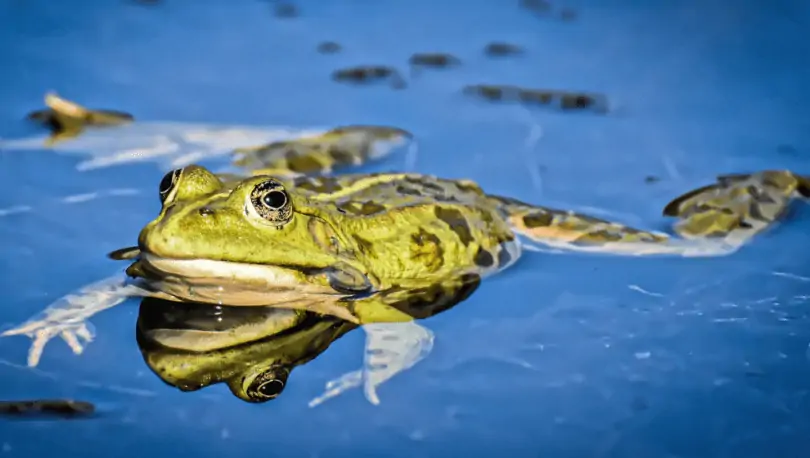 Can Frogs Breathe Underwater