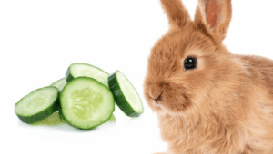 Can Rabbits Eat Cucumber