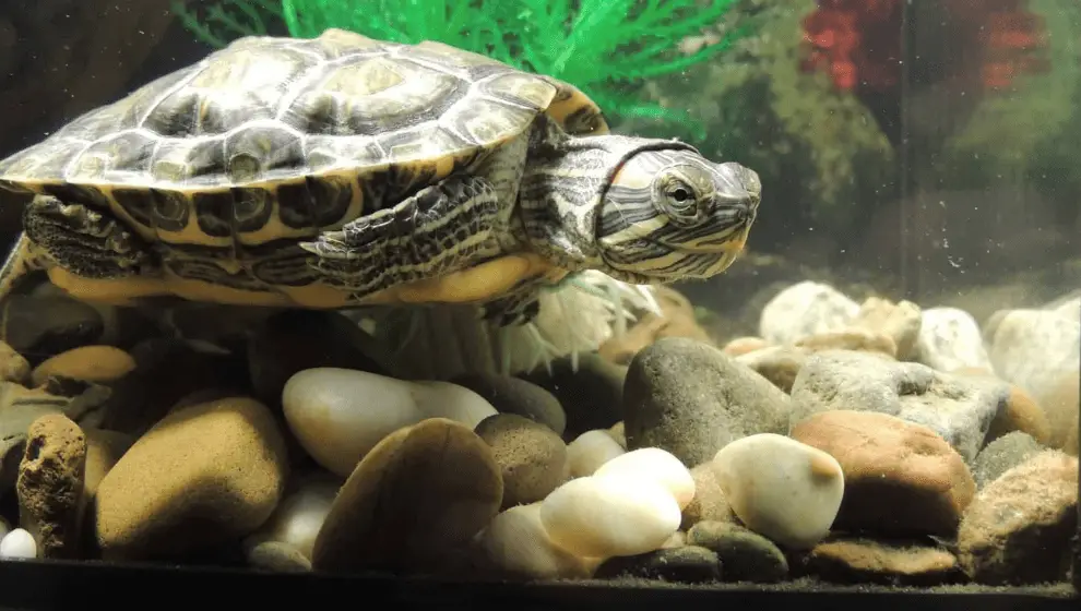 DO TURTLES NEED ROCKS IN THEIR TANK