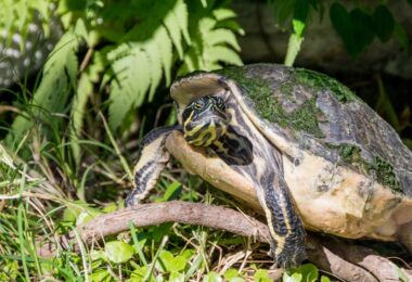 Do Turtles & Tortoises Fart Everything You Need To Know.