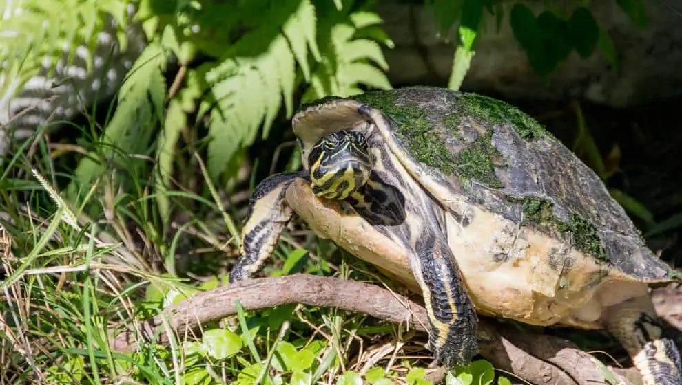 Do Turtles & Tortoises Fart Everything You Need To Know.