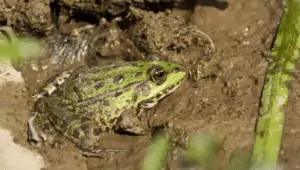 Frog Hibernation - Everything You Need To Know