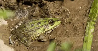 Frog Hibernation - Everything You Need To Know