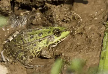 Frog Hibernation - Everything You Need To Know