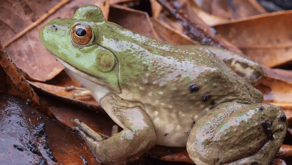 Frog Lifespan - How Long Do Frog Live