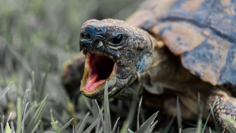 How To Train Your Turtle Not To Bite? – Pets Bunch