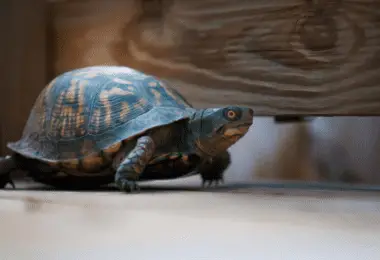 How Do You Know If A Turtle Is Happy