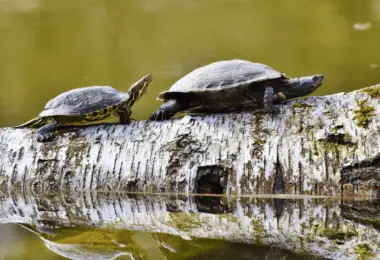 How Do You Know If Your Turtles Are Mating