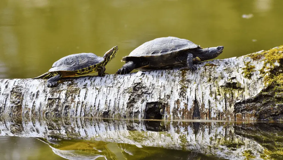 How Do You Know If Your Turtles Are Mating
