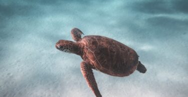 How To Preserve Turtle Shell - Everything You Need To Know