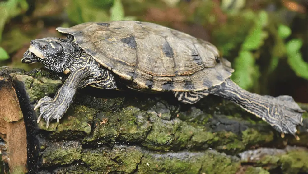Turtle Lifespan - Why Do Turtles & Tortoises Live So Long