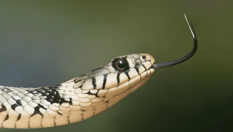 What Do Snakes Eat A Complete Guide.