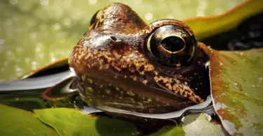 Can frogs eat fish