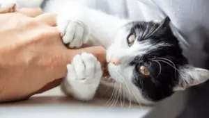 Why do cats rub against you and then bite?