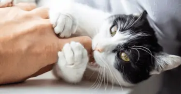 Why do cats rub against you and then bite?