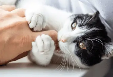 Why do cats rub against you and then bite?