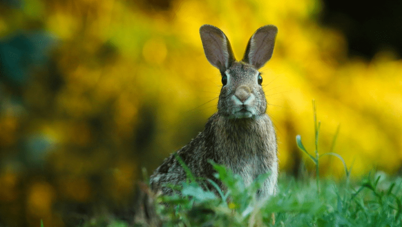 Why Does My Bunny Stare At Me Common Reasons.