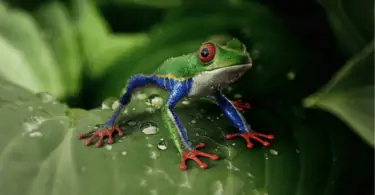 Why do frogs pee on you Is it harmful