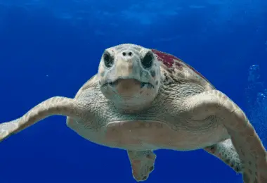 Why do turtles open their mouth Is it normal, or should I be worried